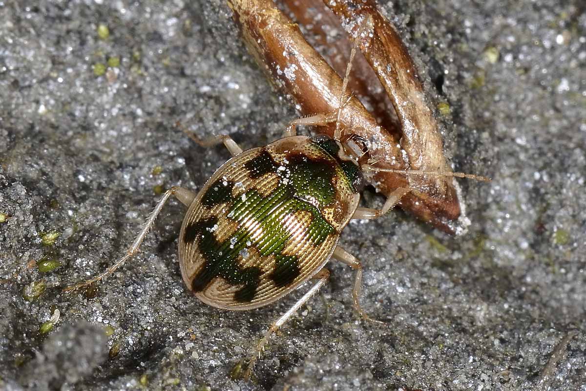 Avigliana, Lungo Dora: Carabidae lungo il fiume.